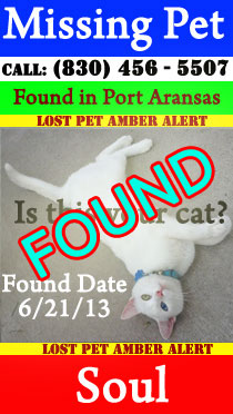 Found Cat in Port Aransas - Soul