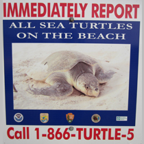 Sea Turtle Emergency Hotline Port Aransas Texas